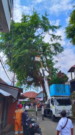 Pemangkasan Pohon Beringin di Areal Wantilan Bencingah Agung Desa Adat Tajun.
