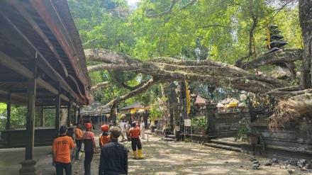 Bencana Alam Pohon Tumbang di areal Pura Pucak Bukit Sinunggal Desa Adat Tajun.
